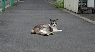 寝そべり猫