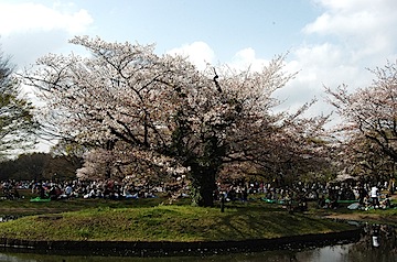 池の中の桜